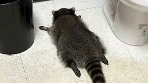 Racoon.jpg