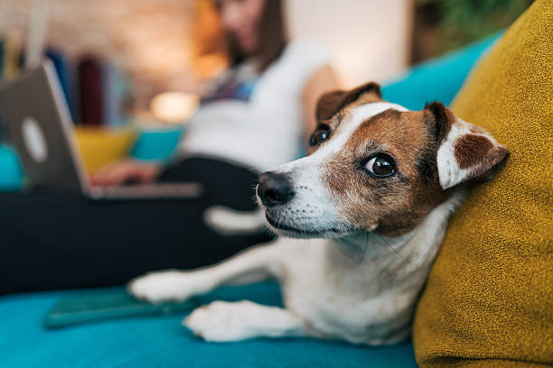 Hond.jpg