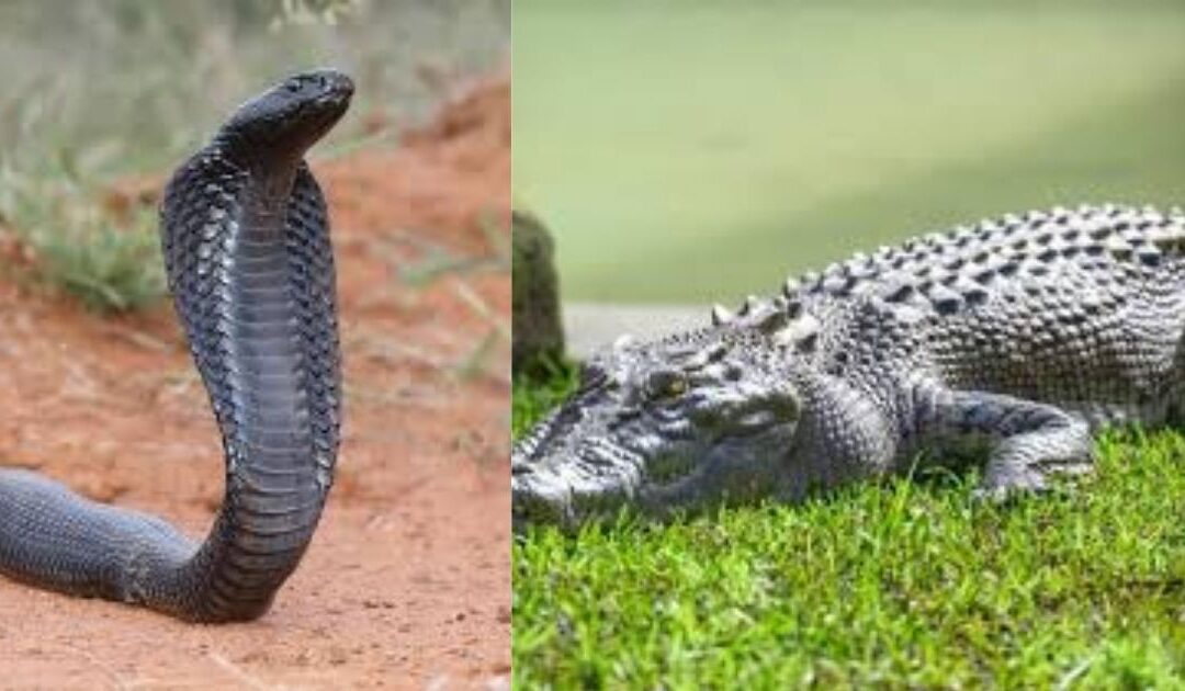 Sssssssssstop! Indië oorweeg reptiele op Bangladesj-grens